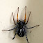 Spotted ground swift spider