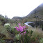Flores Páramo