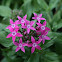 Pentas