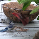 Blue Jay and Cardinal