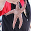 Short Spined Pisaster