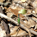 Common (Eastern) Pondhawk