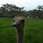 Ostrich