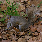 Eastern Grey Squirrel