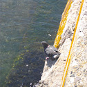 Rock Dove