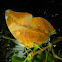 autum leaf