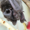 free-tailed bat
