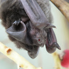 free-tailed bat