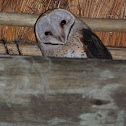 Barn Owl