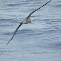 Northern Giant Petrel
