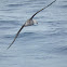 Northern Giant Petrel
