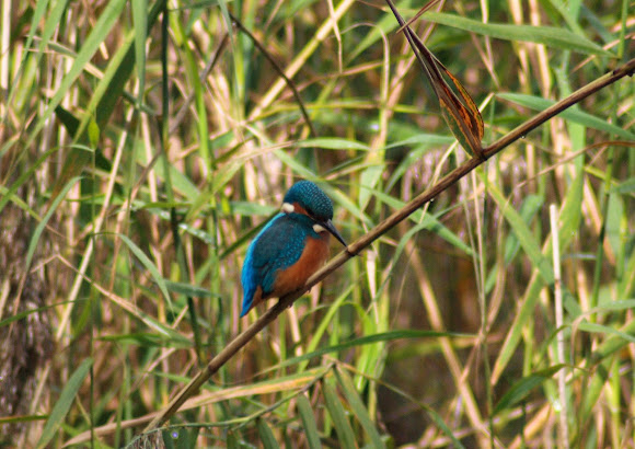 Spotting Image 1