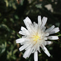 California chicory