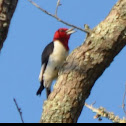 Red-headed Woodpecker