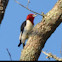 Red-headed Woodpecker