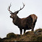 Red Stag