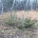 Coniferous plant
