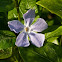 Common Periwinkle