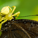 Yellow Crab Spider