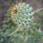 Bull Thistle