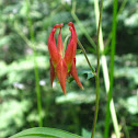 Columbine