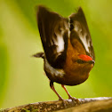Club-winged Manakin
