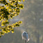Little Egret
