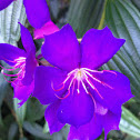 Glory Tree (purple)