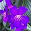 Glory Tree (purple)