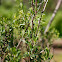 Menta de Árbol