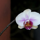 Moth orchid