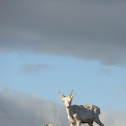 Reindeer
