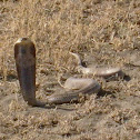 Egyptian cobra