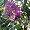 Carpenter Bee
