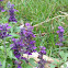 Salvia evolution