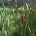 Broad Leaved Cumbungi