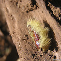 Cocoon