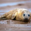Atlantic Grey Seal