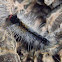 Hairy caterpillar -3