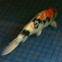 Koi