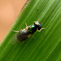 Pygmy Soldier Fly