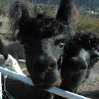 Alpacas