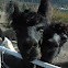 Alpacas