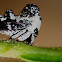 Birddropping treehopper