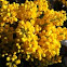 Oregon-grape (mahonija)