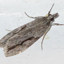 Eudonia bisinualis