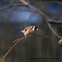 European Goldfinch