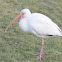 American white ibis