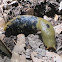 Pacific banana slug