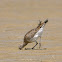 Whimbrel